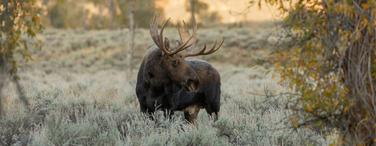 bull-moose-in-autumn-in-wyoming-picture-1280x500