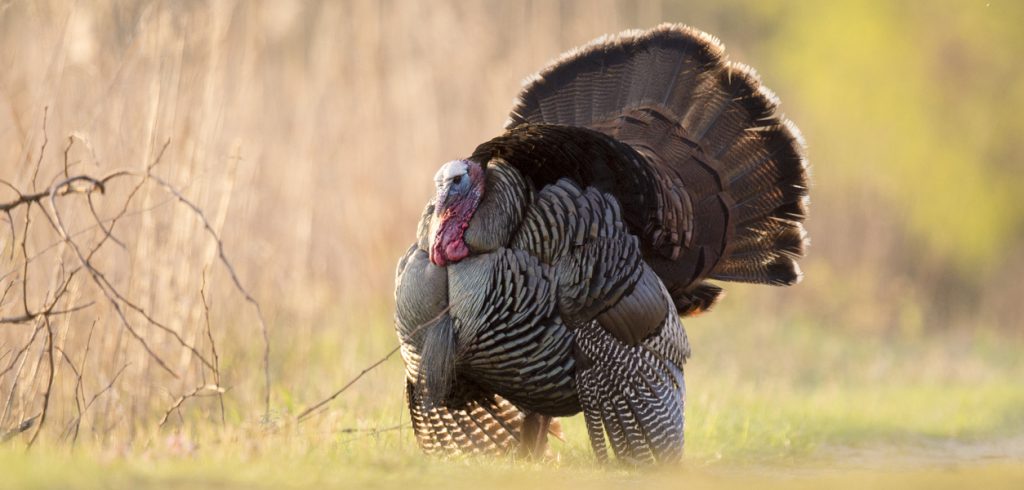 A male Wild Turkey puffs out its feathers and fans its tail as it displays in the early morning sunlight.